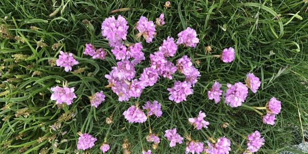 124-Lofoten, Flagstad, Armeria maritima