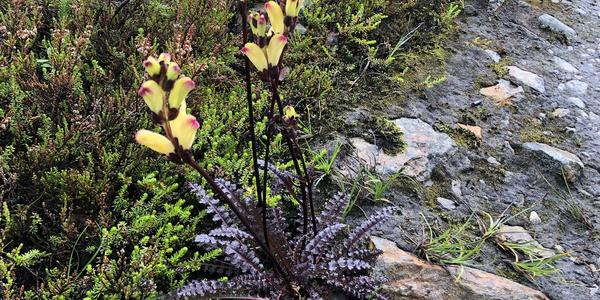 160-Svartissen, Pedicularis flammea