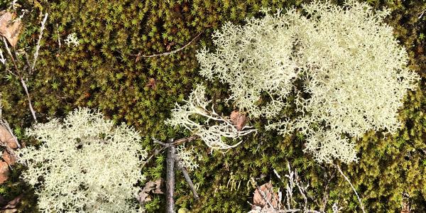 161-Svartissen, Cladonia rangiferina