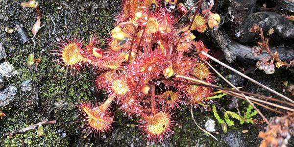162-Svartissen, Drosera rotundifolia