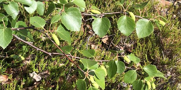 163-Svartissen, Betula lenta