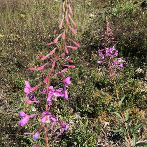 177-Snasa, Siida, Jižní Sámi, Epilobium angustifolium