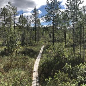 185-Snasa, Bolareinen