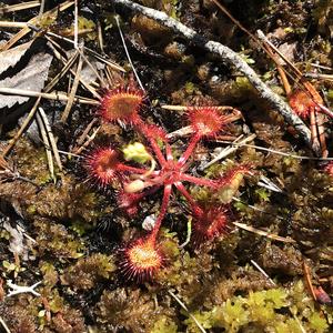 186-Snasa, Siida, Jižní Sámi, Drosera rotundifolia