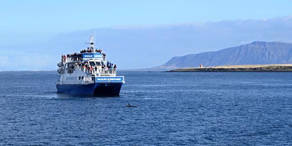 061-Reykjavík, na velryby jsme moc štěstí neměli