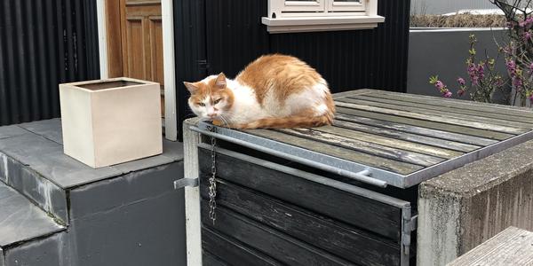 076-Reykjavík, kočka u domu