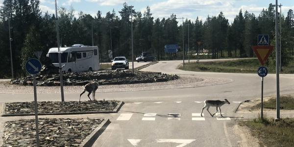 023-Saariselka, ukázněný sobík