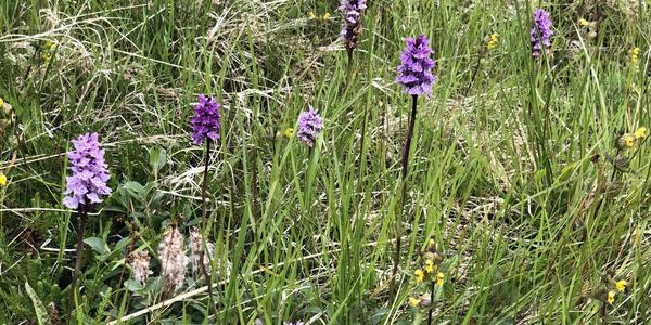 064-Alta, zemní orchidej prstnatec Fuchsův