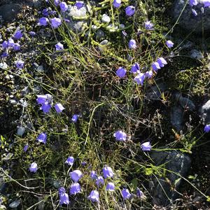 066-Alta, zvonek okrouhlolistý