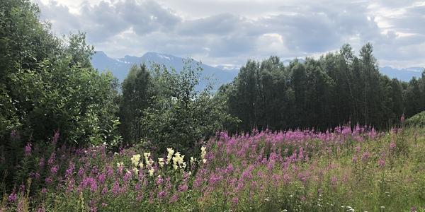 095-Bjerkvik, vegetace na vyhlídce na Narvik