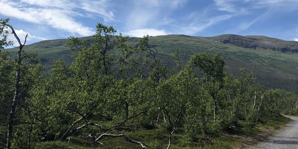 140-NP Abisko, hora Njullá (Nuolja)