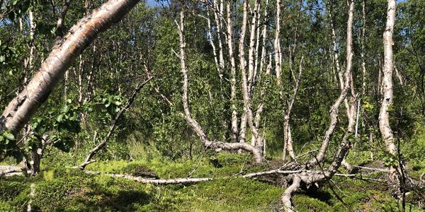 159-NP Abisko Sámi kemp