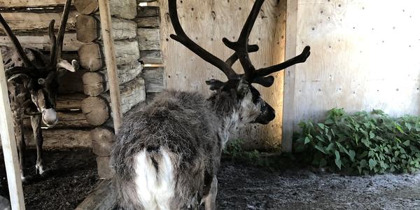 169-Jukkasjarvi, Nutti Sámi Siida