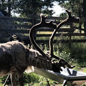 170-Jukkasjarvi, Nutti Sámi Siida