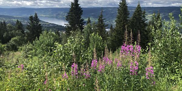 021-Lillehammer nahoře nad můstky