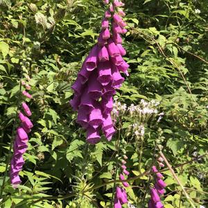 083-Brikksdalsbreen, Digitalis purpurea