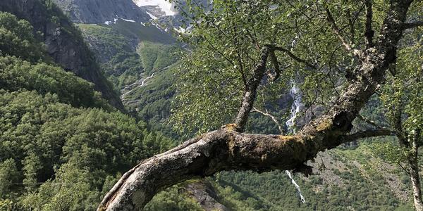 085-Briksdalsbreen