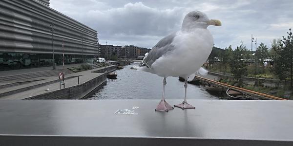 172-Oslo, nábřeží u Opery