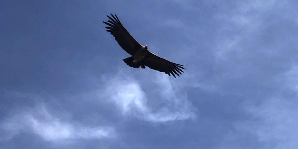 003-Cruz del condor