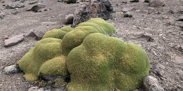 009-Alta Patapampa, Azorella compacta, yaretta