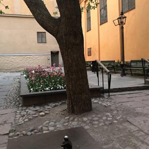 017-Stockholm, Jarn Poiken, maskot města