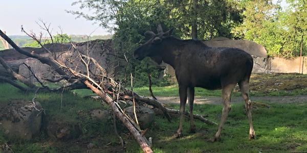 059-Stockholm, Skansen