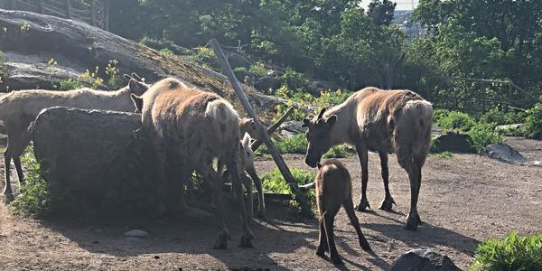 060-Stockholm, Skansen