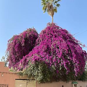 010-Taroudant, Bouganvillea