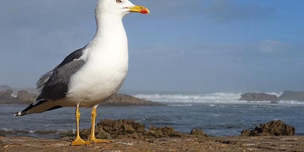 055-Essaouira, přístav 7