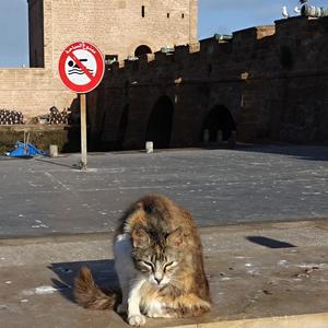 055-Essaouira, přístav 8