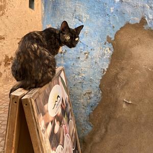 060-Essaouira, medína a její kočky 1