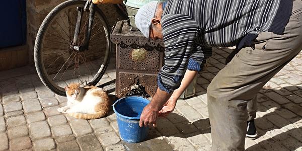 060-Essaouira, medína a její kočky 12