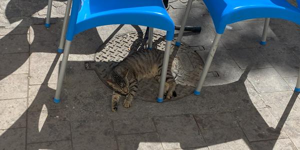060-Essaouira, medína a její kočky 17
