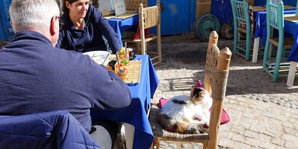 060-Essaouira, medína a její kočky 19a