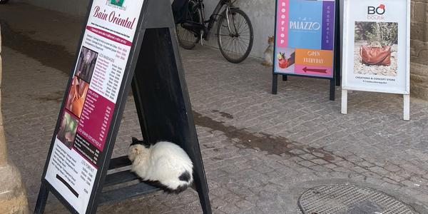 060-Essaouira, medína a její kočky 25