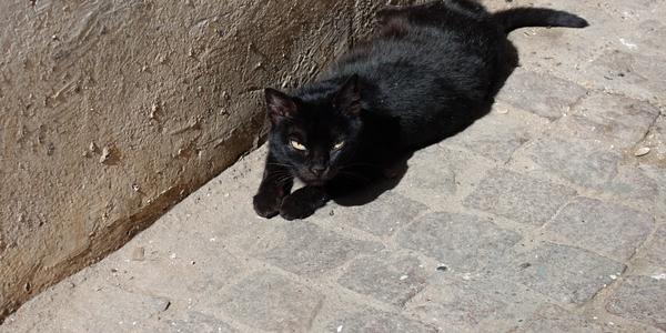 060-Essaouira, medína a její kočky 26