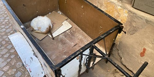 060-Essaouira, medína a její kočky 3