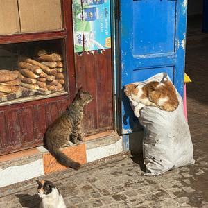 060-Essaouira, medína a její kočky 6
