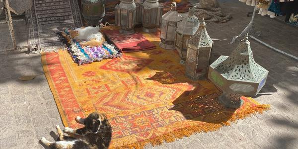060-Essaouira, medína a její kočky 9