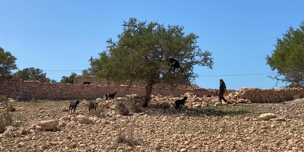 065-Cesta Essaouira-Agadir, krajina argánií s kozami 5