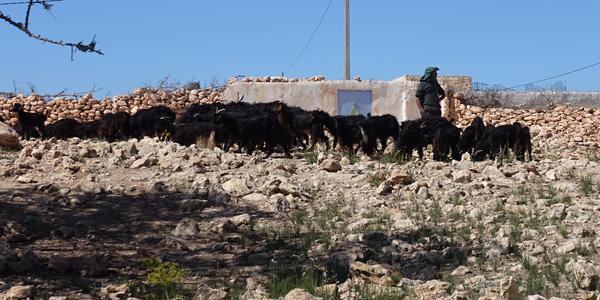 065-Cesta Essaouira-Agadir, krajina argánií s kozami 9