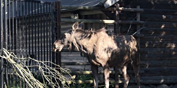 069-Stockholm, Skansen, trocha historie a přírody